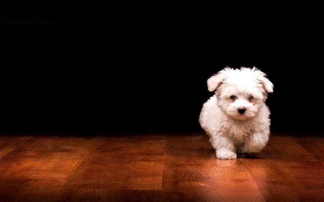 سگ پشمالو سفید