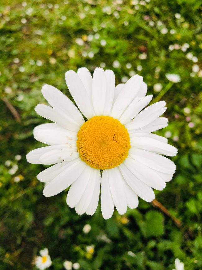 تصویر زمینه گل سفید