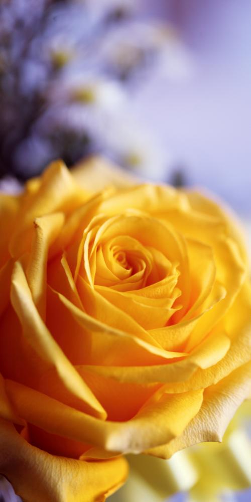 تصویر زمینه گل رز زرد