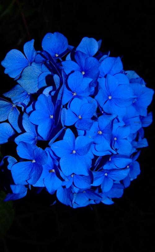 گل آبی پس زمینه مشکی