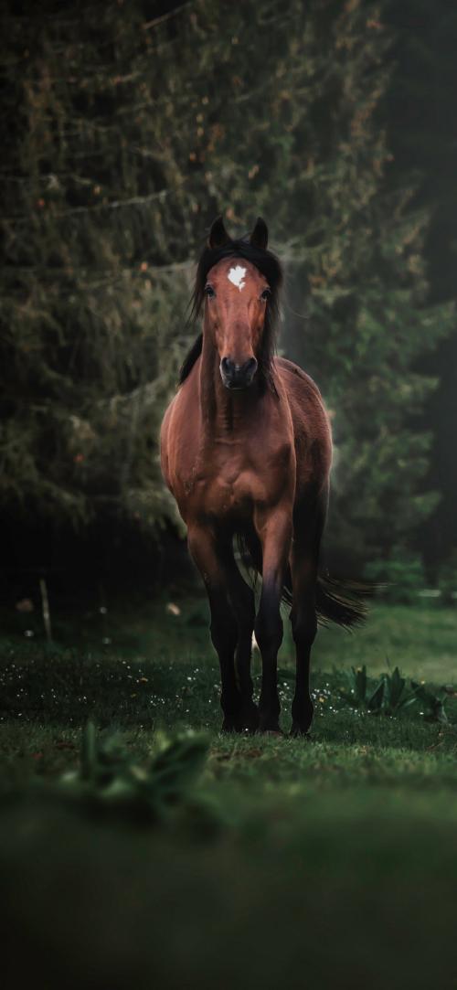 تصویر زمینه اسب خوشگل