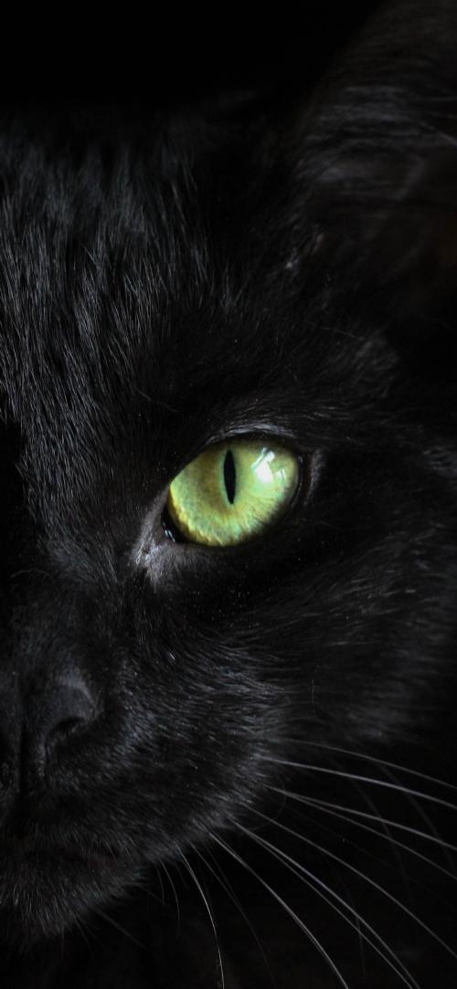 تصویر زمینه گربه سیاه