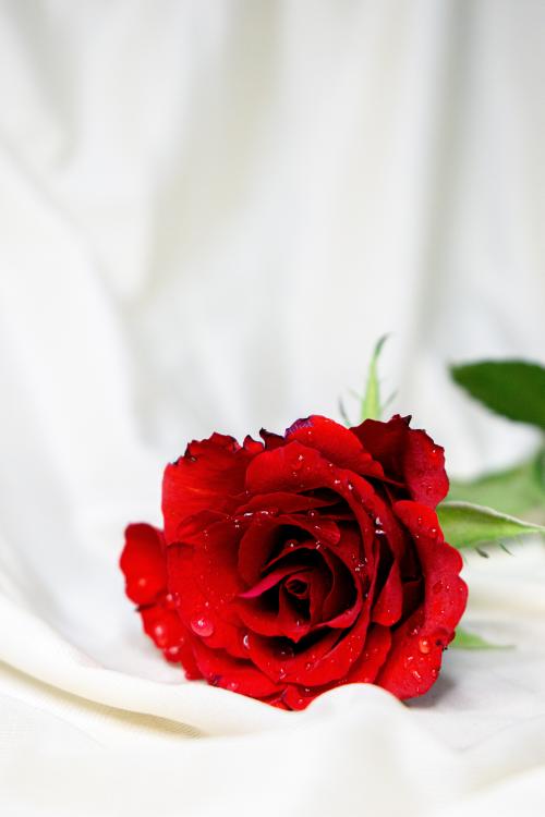 عکس پس زمینه گل رز برای موبایل