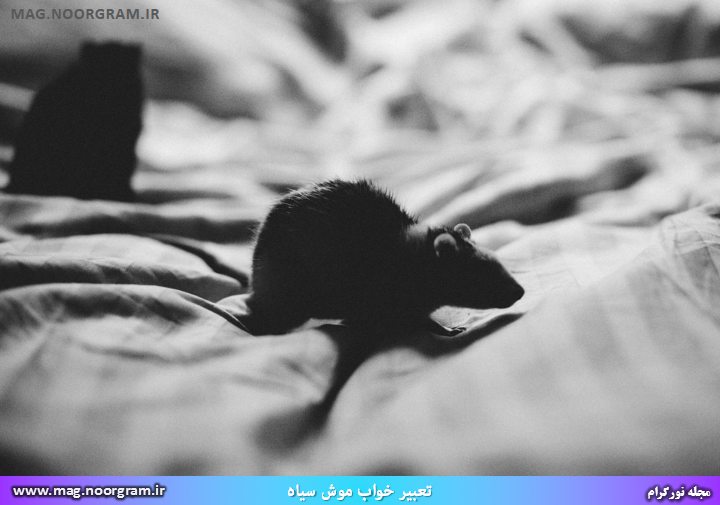 خواب موش سیاه از نظر ابن سیرین