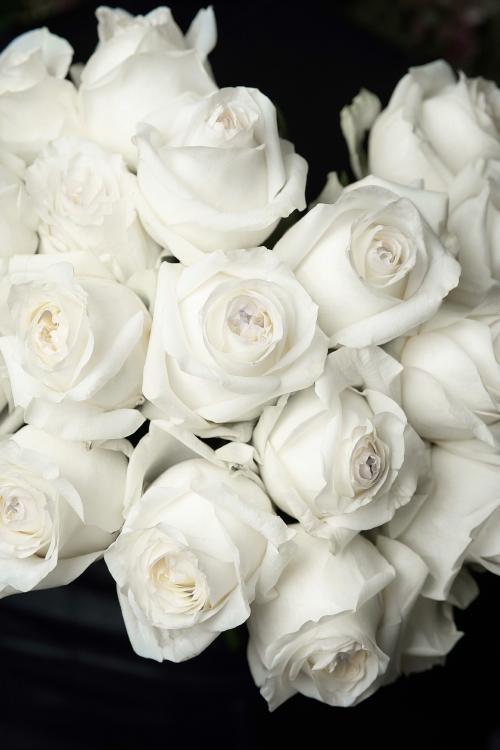 تصویر زمینه گل رز سفید