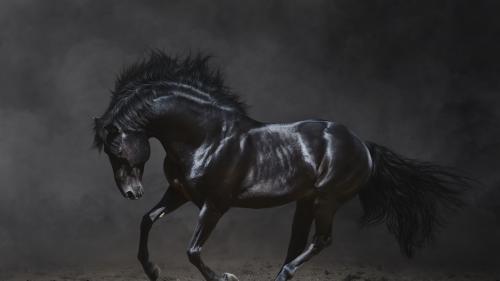 عکس اسب برای تصویر زمینه لپ تاپ