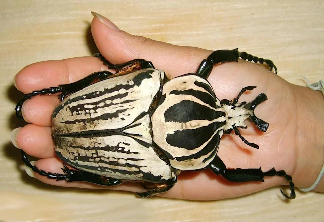 Goliath-Beetles