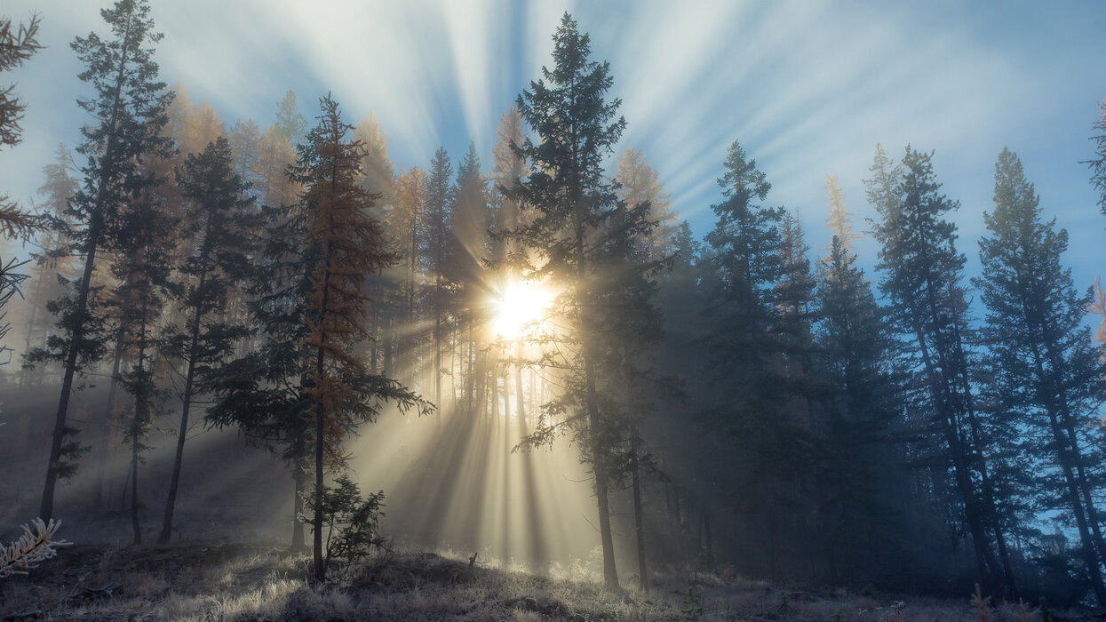 sun-rays-through-forest-trees- .jpg