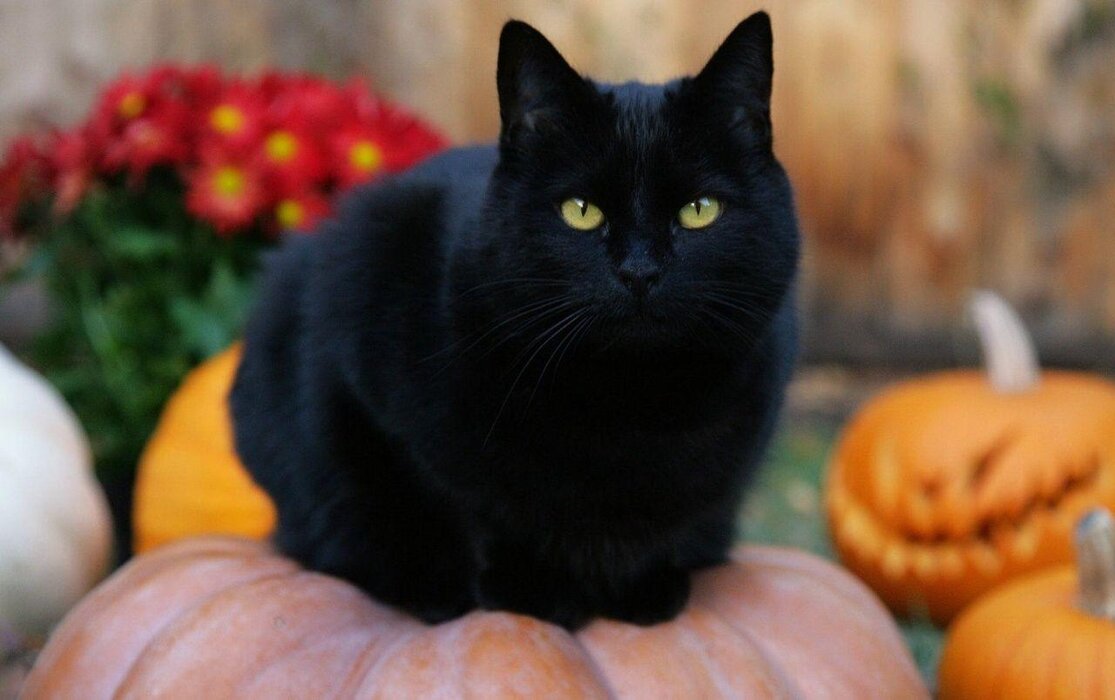 گربه سیاه خوشگل.jpg