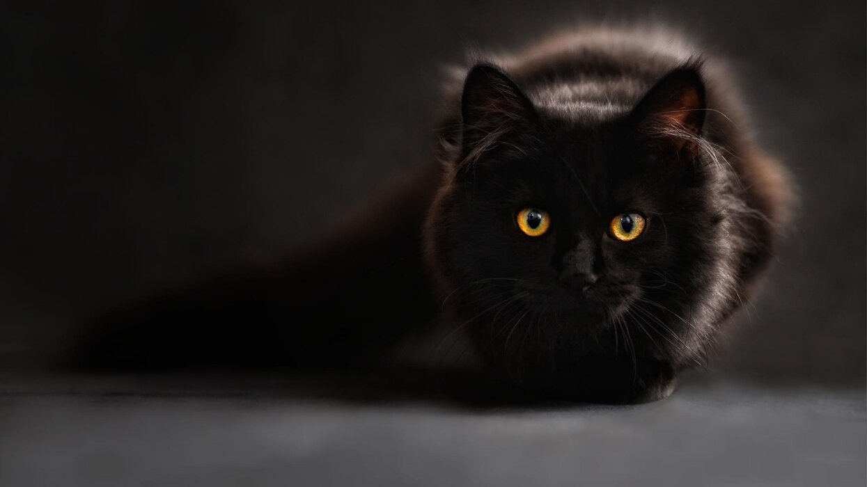 تصویر زمینه گربه سیاه.jpg
