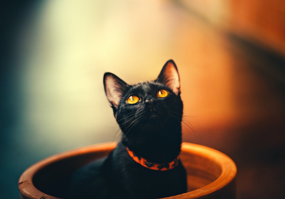 بچه گربه سیاه.jpg