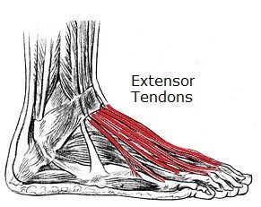 extensor-tendons.jpg