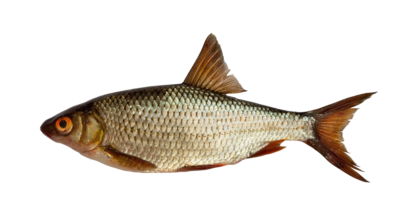 عکس ماهی.png