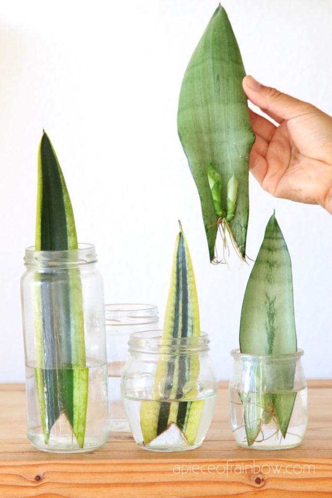 how-to-propagate-sansevieria-plants-snake-plant-propagation-in-water-soil-root-leaf-cuttings-r...jpg