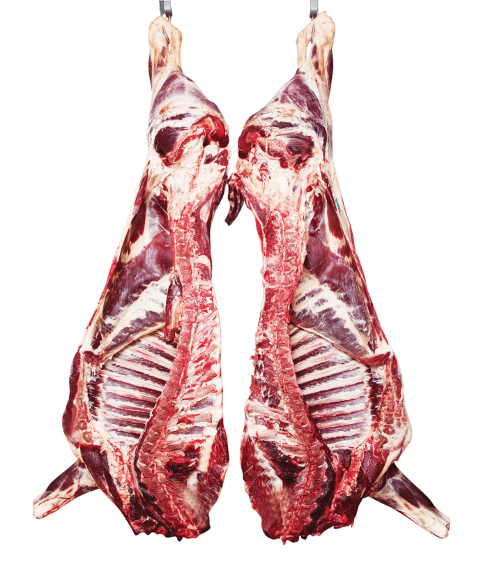 لاشه گوشت.png